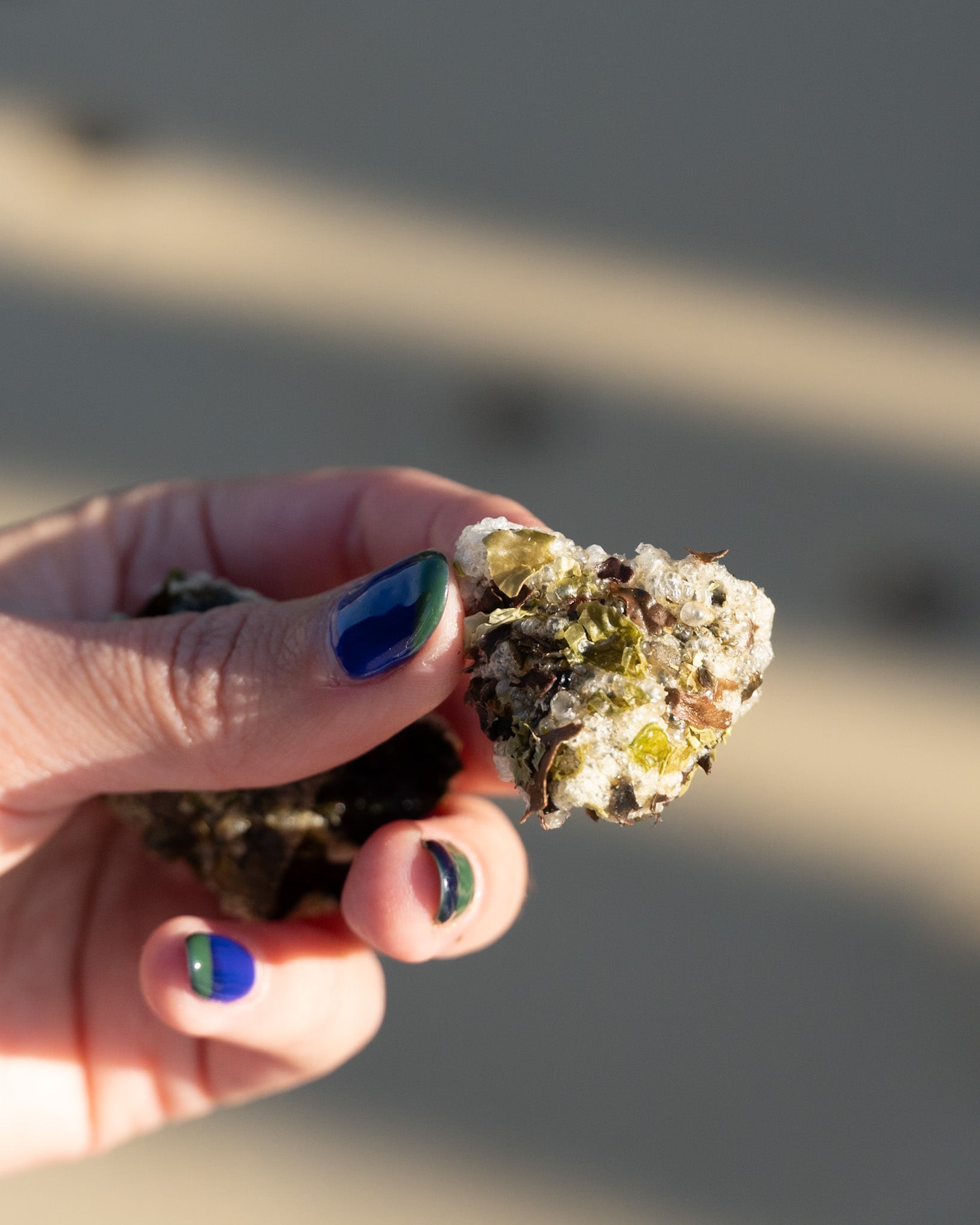 Chips d'Algues Bretonnes